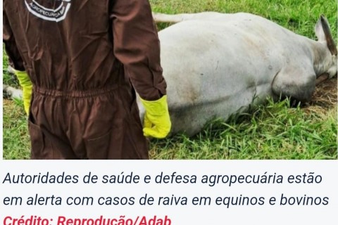 Aumento de casos de raiva em equinos e bovinos provoca alerta na Bahia